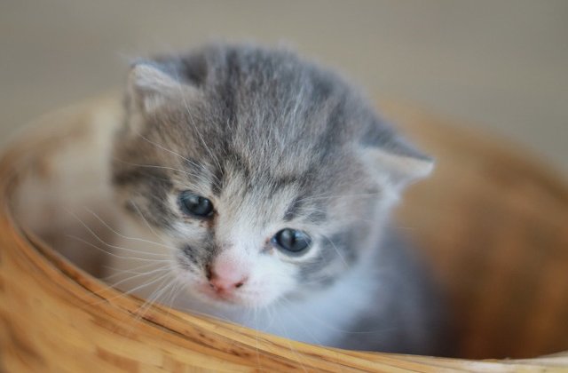 In cateva secunde aceste pisici iti vor fura inima! O galerie foto care te va cuceri