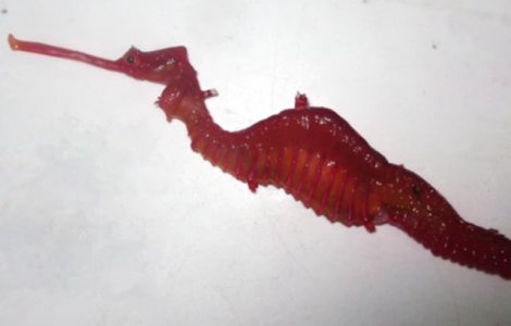  Video  "Dragonul rosu", un peste rar, a fost filmat in premiera