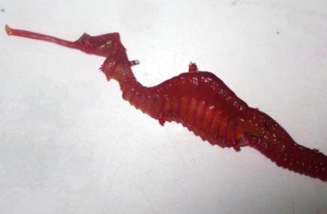 [Video] "Dragonul rosu", un peste rar, a fost filmat in premiera