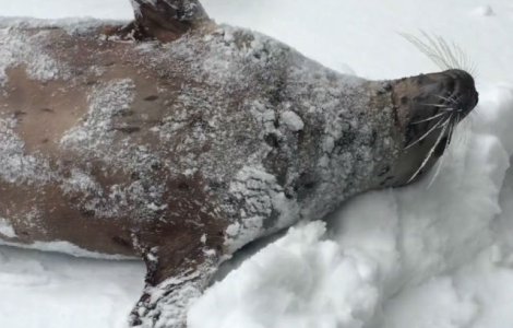 Uite cat de tare se bucura animalele de la o gradina zoo de zapada