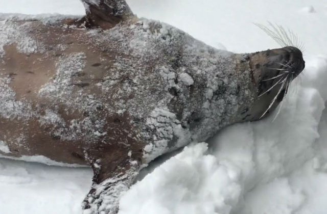 [VIDEO] Uite cat de tare se bucura animalele de la o gradina zoo de zapada