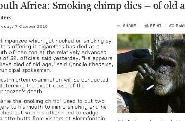 [VIDEO] A murit Charlie, cimpanzeul-fumator
