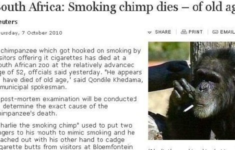  Video  A murit Charlie, cimpanzeul-fumator
