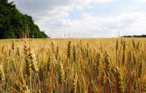 Romania, din nou granarul Europei?