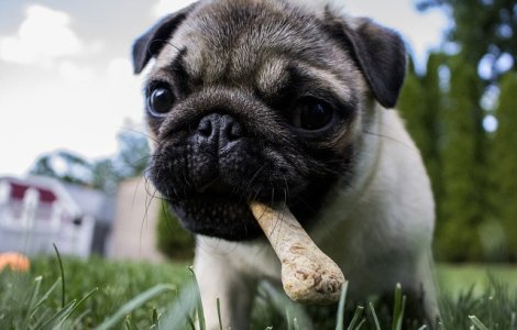 Cat cheltuie romanii pe luna pentru hrana cainilor