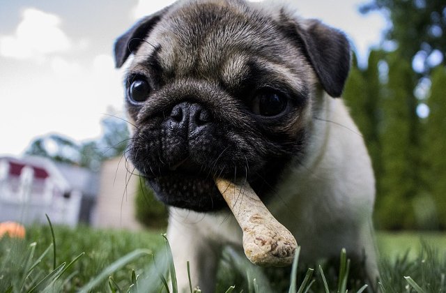 Cat cheltuie romanii pe luna pentru hrana cainilor