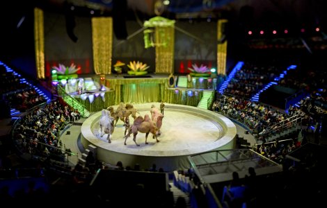 Animalele care au supravietuit incendiului, in drum spre Africa