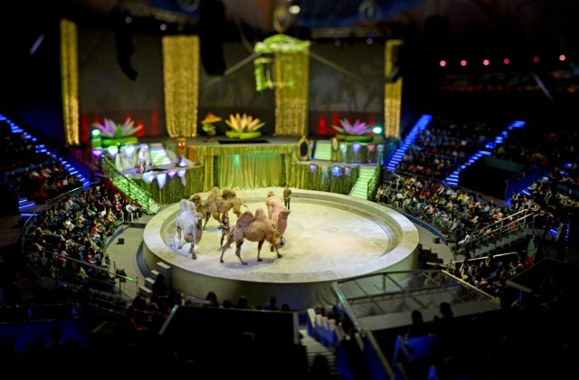 Circul Globus se desfiinteaza? Animalele care au supravietuit incendiului pleaca spre Africa