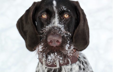 Ce trebuie sa manance cainii atunci cand este frig
