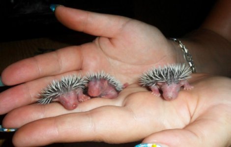  Top  10 imagini cu pui de animale care vor topi si cea mai impietrita inima