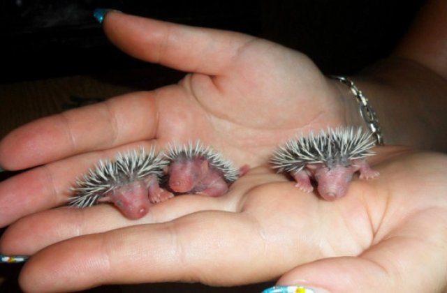 10 imagini cu pui de animale care vor topi si cea mai impietrita inima