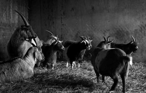  Video  Magie neagra in fotbalul african