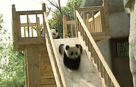 Cel mai tare job: esti platit sa te joci cu ursii Panda