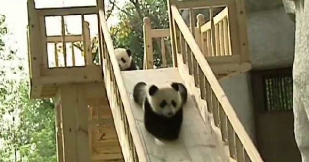 Cel mai tare job: esti platit sa te joci cu ursii Panda