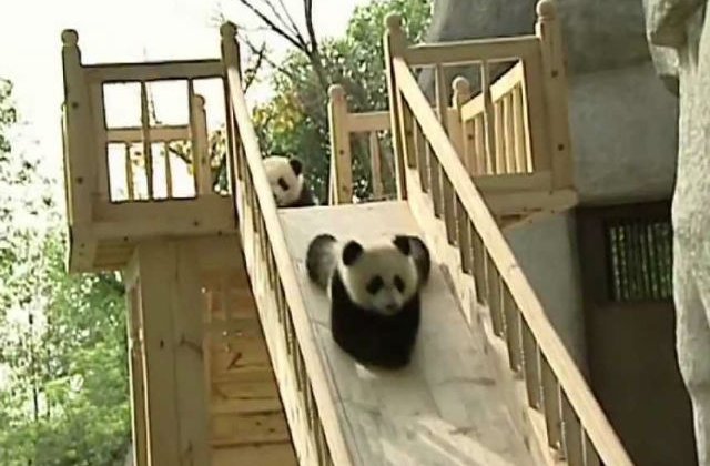VIDEO] Cel mai tare loc de munca: ai grija de ursi Panda si esti platit sa te joci cu ei