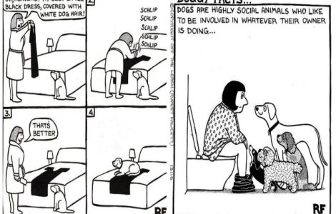  Top  Viata alaturi de un caine in 10 ilustratii simpatice