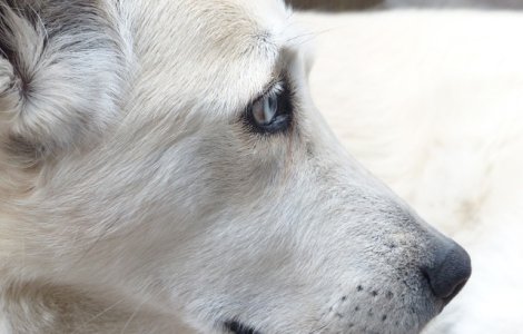 Cainii pe care ii salvam ajung sa ne salveze!