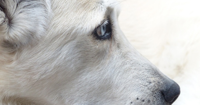 Cainii pe care ii salvam ajung sa ne salveze!