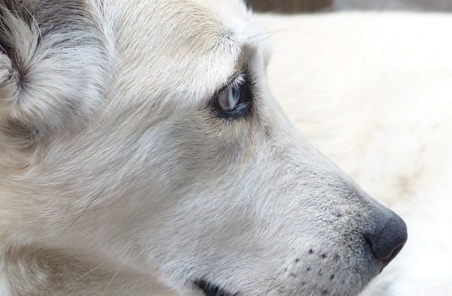 Cainii pe care ii salvam ajung sa ne salveze!