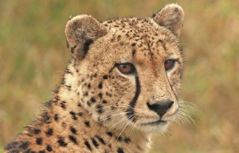 Ce viteze pot atinge cele mai rapide animale din lume