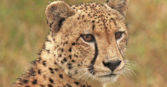 Ce viteze pot atinge cele mai rapide animale din lume