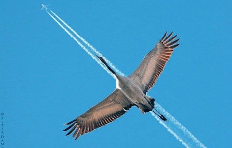  Top  Talent fotografic sau noroc? 10 poze facute exact la tanc!