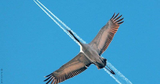  Top  Talent fotografic sau noroc? 10 poze facute exact la tanc!