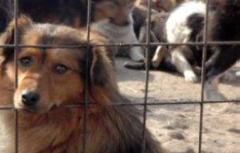 Hingherii din Capitala, amenintati de peste 30.000 de caini fara stapan