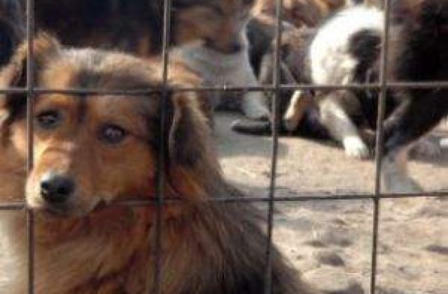 Hingherii din Capitala, amenintati de peste 30.000 de caini fara stapan