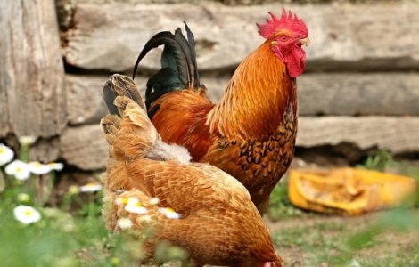 Masuri speciale in noua localitati din Vrancea, dupa confirmarea unui caz de gripa aviara in judetul Galati