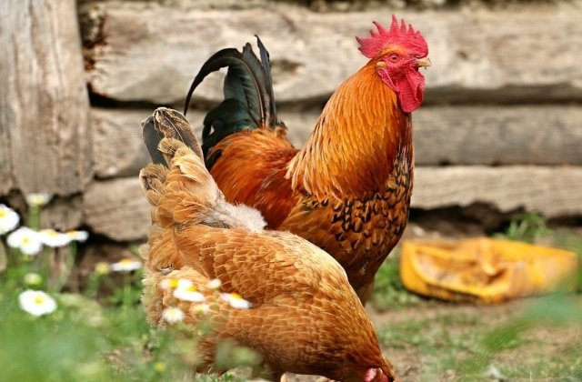 Masuri speciale in noua localitati din Vrancea, dupa confirmarea unui caz de gripa aviara in judetul Galati