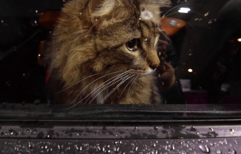 Sfaturi utile pentru a avea o calatorie linistita atunci cand pleci cu pisica in masina