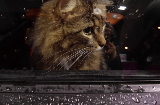 Sfaturi utile pentru a avea o calatorie linistita atunci cand pleci cu pisica in masina