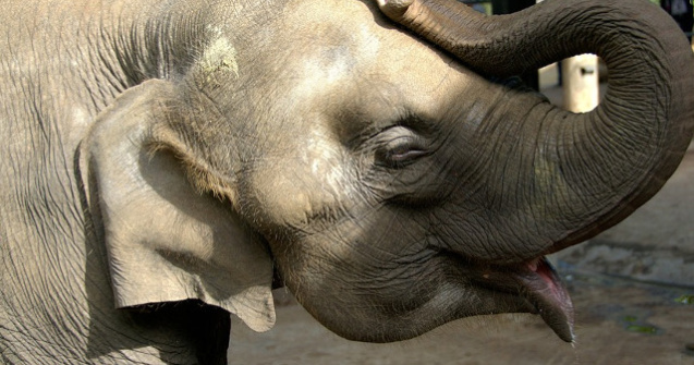 Folosirea animalelor, INTERZISA la Circul Globus. Dresura va fi eliminata din obiectul de activitate