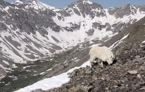 Ucis de capra pe care voia s-o vaneze