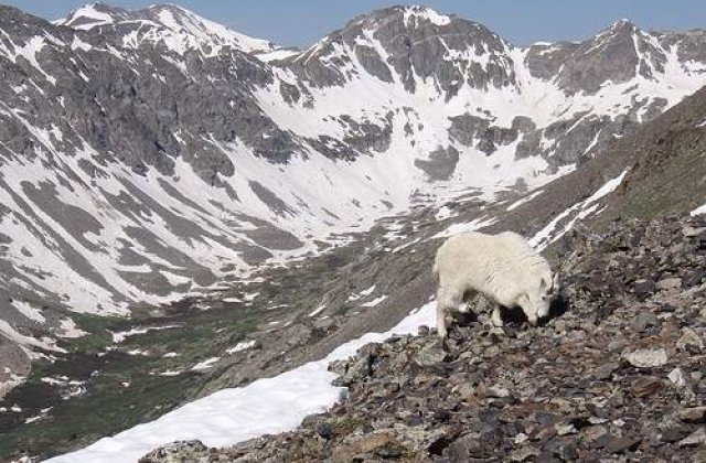 Ucis de capra pe care voia s-o vaneze