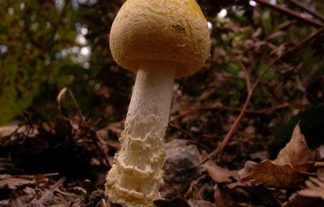 Cum salveaza ONU speciile pe cale de disparitie?