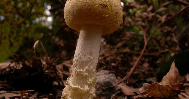 Cum salveaza ONU speciile pe cale de disparitie?