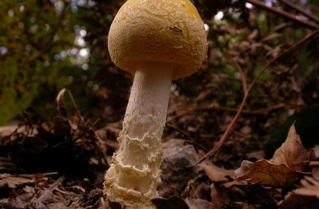 Cum salveaza ONU speciile pe cale de disparitie?