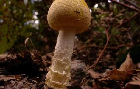 Cum salveaza ONU speciile pe cale de disparitie?