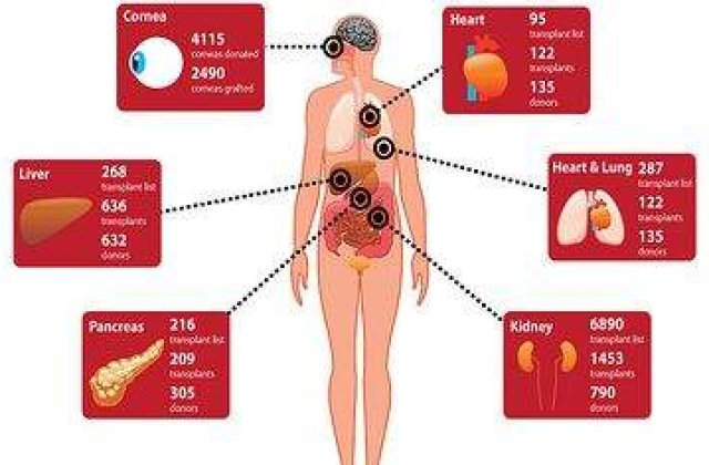 Donarea de organe dupa moarte, optiune in cardul de asigurat