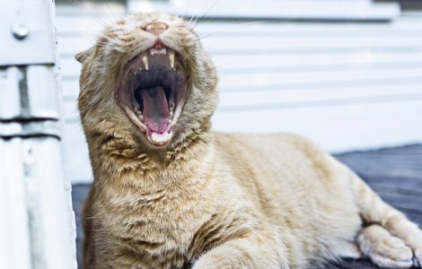  Top  Te simti mereu obosit? 7 posibile cauze si cum sa le tratezi