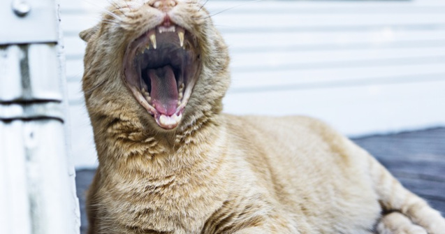  Top  Te simti mereu obosit? 7 posibile cauze si cum sa le tratezi