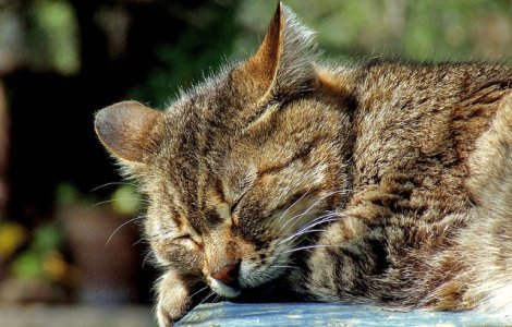 Pisicile dorm mai mult de jumatate din viata