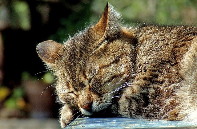 Pisicile dorm mai mult de jumatate din viata