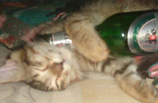 S-a descoperit o gena care previne alcoolismul