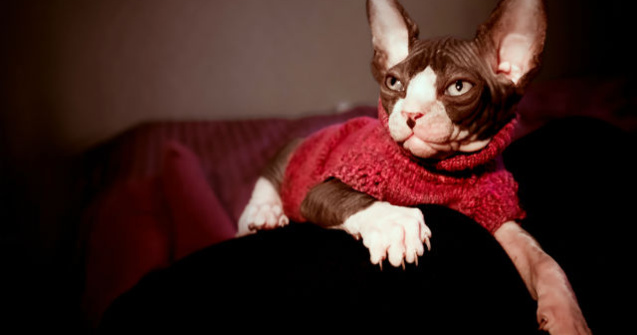 Acest barbat si-a tatuat pisica din rasa Sfinx. "Acum imi pare rau."