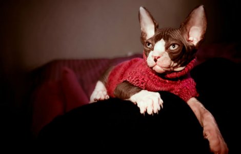  Foto  Acest barbat si-a tatuat pisica din rasa Sfinx. "Acum imi pare rau."