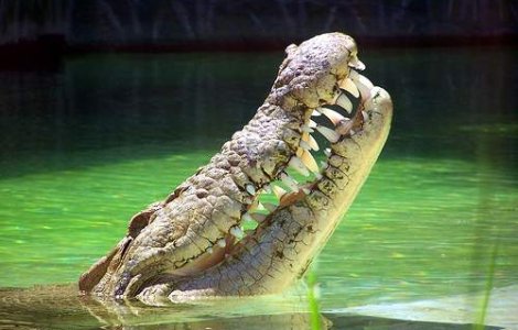 Un crocodil, vinovat de prabusirea unui avion si moartea a 20 de persoane