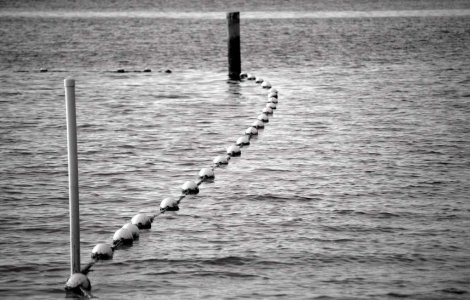 Componenta lotului olimpic de inot 2011